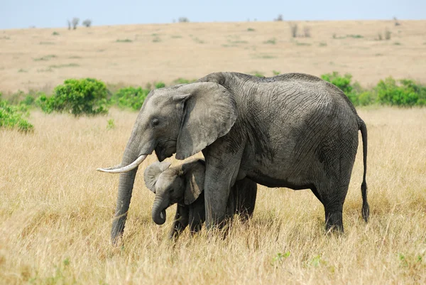 Słoń z dzieckiem — Zdjęcie stockowe