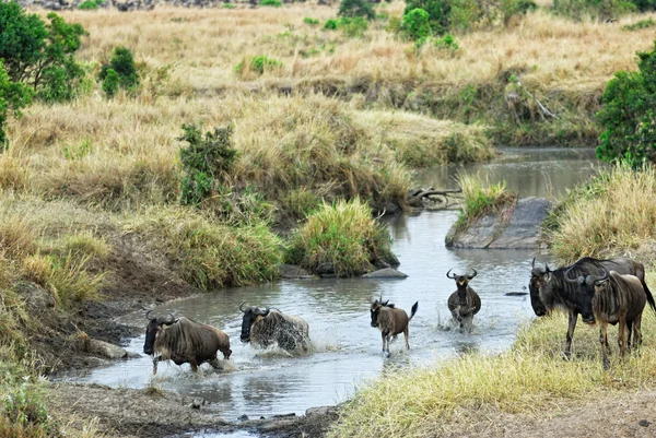 Antelopes gnu (wildebeest), Kenya — Stock Photo, Image