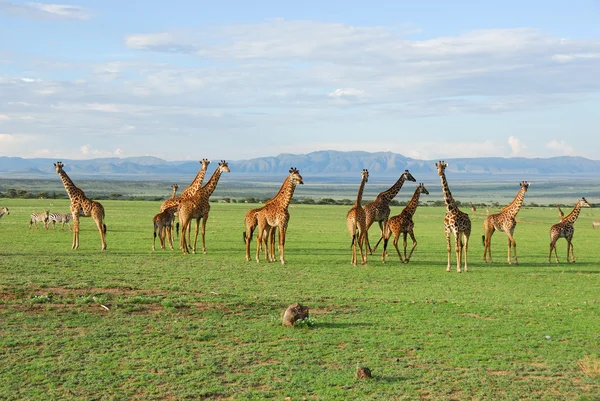 Жирафи — стокове фото
