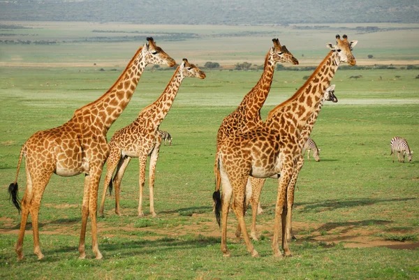 Giraffen kudde — Stockfoto