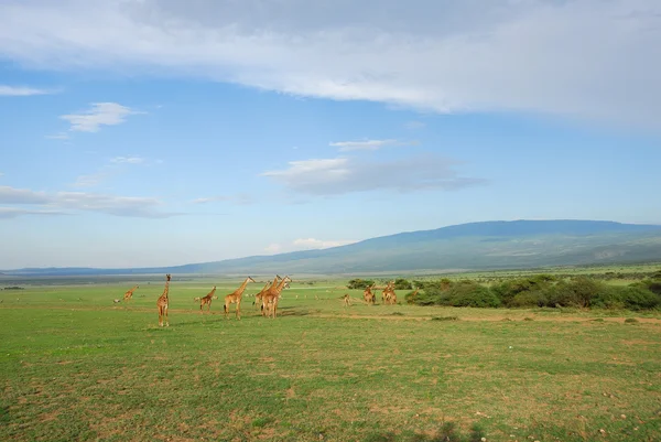 Afrikanska landskapet med giraffer flock — Stockfoto