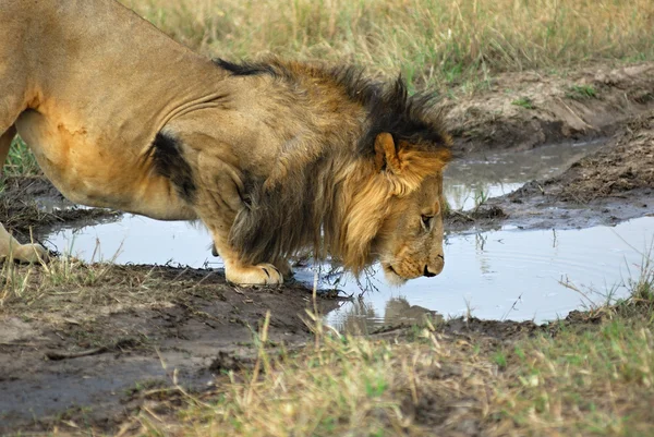 Aslan bir su birikintisi içiyor — Stok fotoğraf