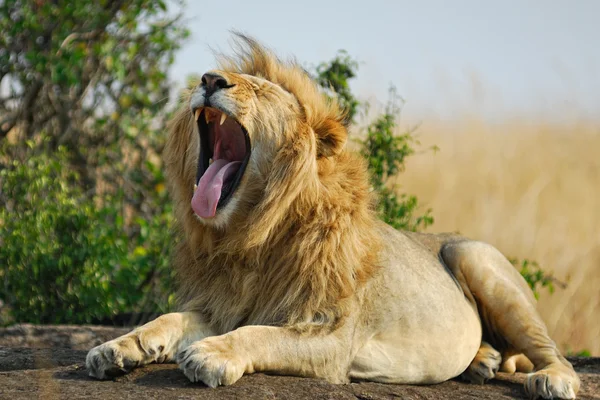 Позіхаючи лев — стокове фото
