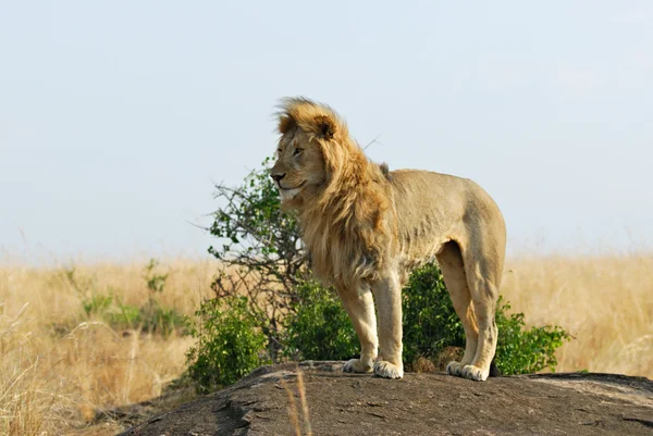 Akan yele ile aslan — Stok fotoğraf