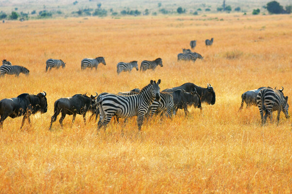 African landscape with antelopes gnu and zebras