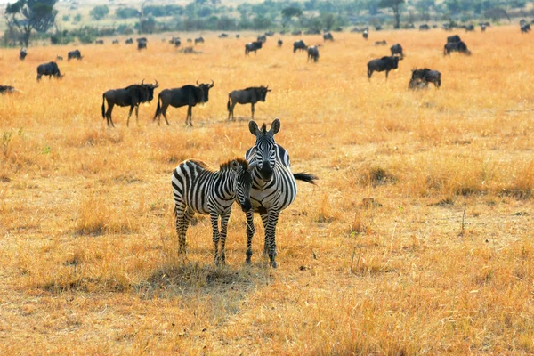 Zebra met veulen — Stockfoto