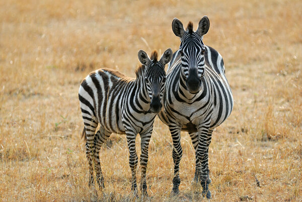 Adult and young zebras are standing in the savannah, Kenya