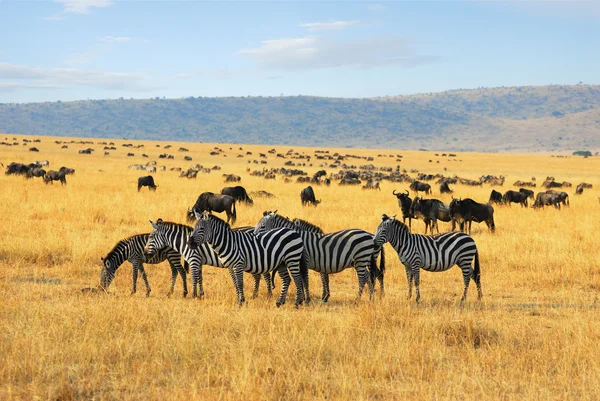 Zebre e antilopi gnu nella savana — Foto Stock