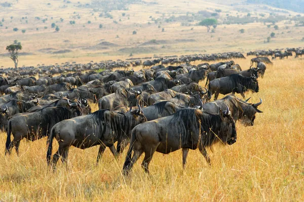 Grote migratie van antilopen gnoe, Kenia — Stockfoto