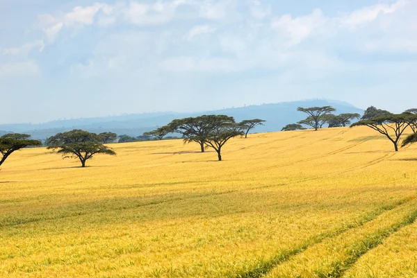 Field of wheat — Stock Photo, Image
