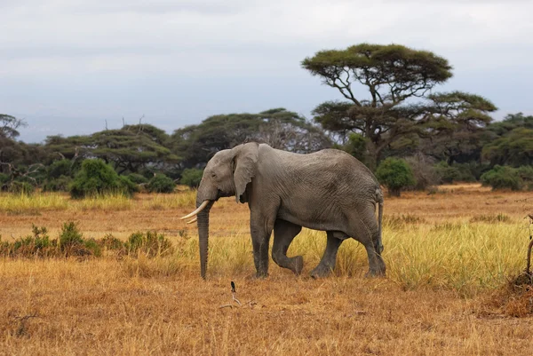 Afrikansk elefant - Stock-foto