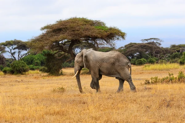 Elefante africano — Fotografia de Stock