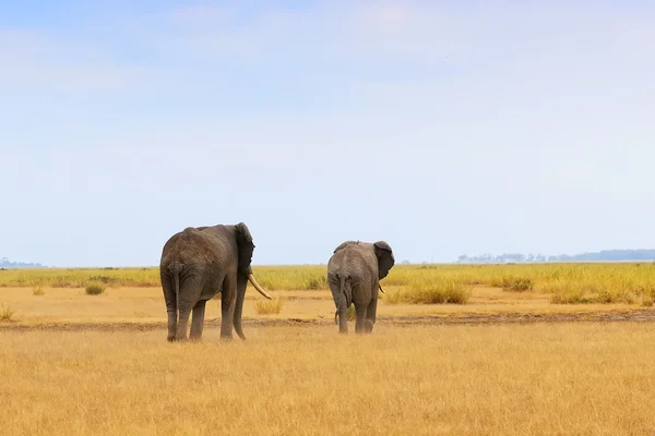 African elephants — Stock Photo, Image