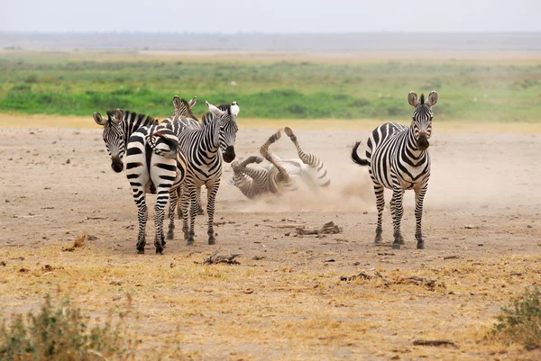Kudde van zebra — Stockfoto
