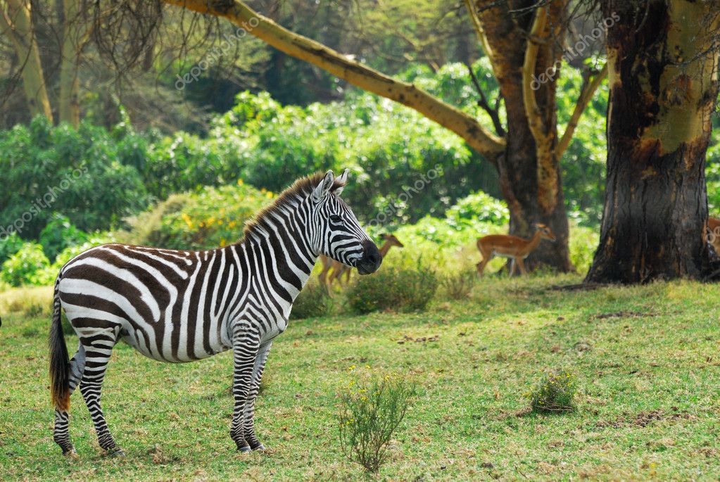 Zebra in the forest — Stock Photo © znm666 5449859