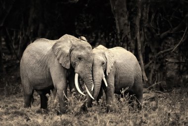 African elephant clipart