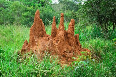 Termite mound clipart