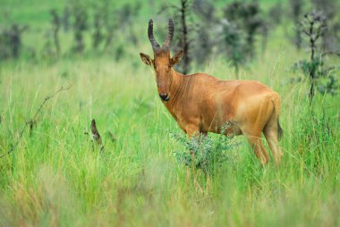 Lelwel Hartebeest clipart