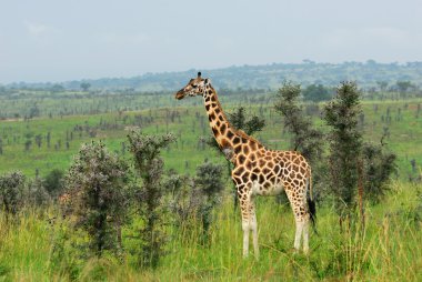 zürafa Afrika Savannah, uganda