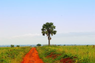 palmiye ağacı ve Afrika yol