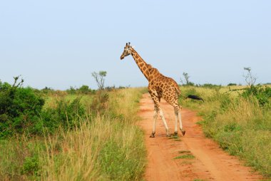 zürafa Afrika savana bir yol geçiyor