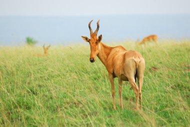 Lelwel Hartebeest