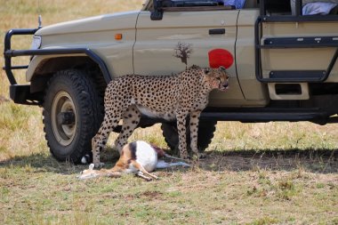 Safari, çita ve off-road araç