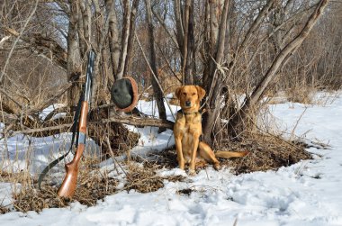 Hunting dog and rifle clipart