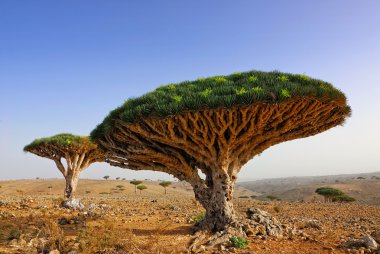 Dragon blood tree clipart