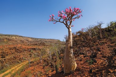 Desert rose - adenium obesum clipart