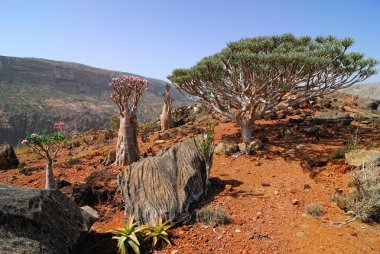 Endemic plants on the Socotra island clipart