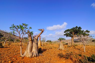 Endemic forest on the Socotra island clipart