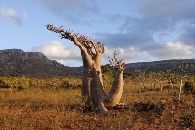 Sıradışı bitki. Çöl gülü (adenium obesum)