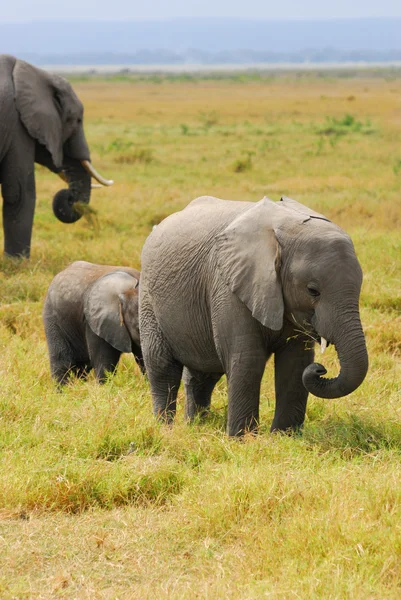 Afrikai baba elefántok — Stock Fotó