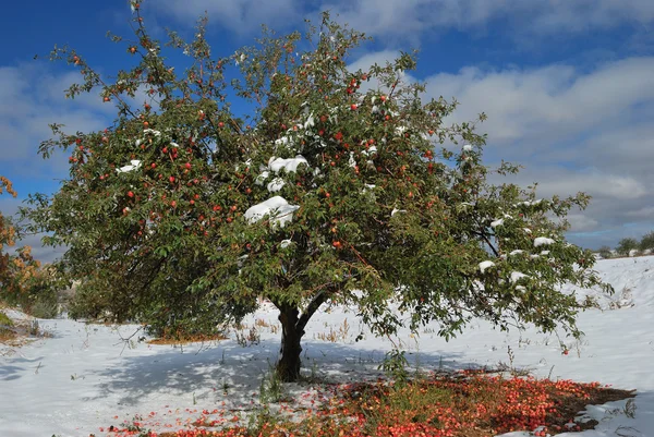 Яблоня в снегу — стоковое фото