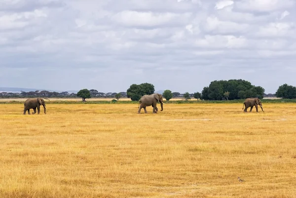 Paisaje africano con elefantes —  Fotos de Stock