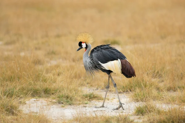 Gray Crowned Crane — Stock Photo, Image