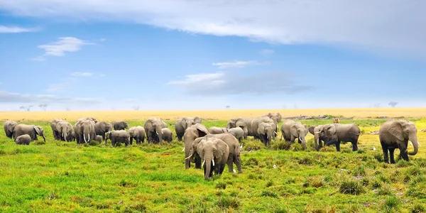 Африканский пейзаж со слонами — стоковое фото