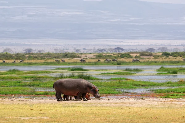 Hippopotamus — Stock Photo, Image