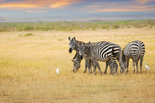 Zebras herd at dawn — Stock Photo, Image