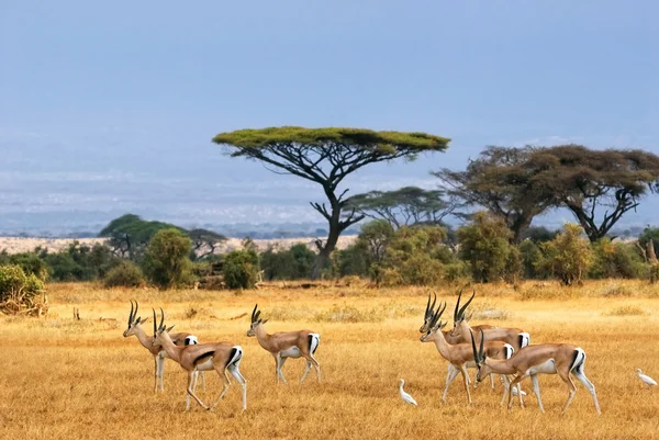Verlenen van gazellen — Stockfoto