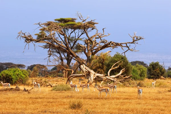 Verlenen van gazellen — Stockfoto