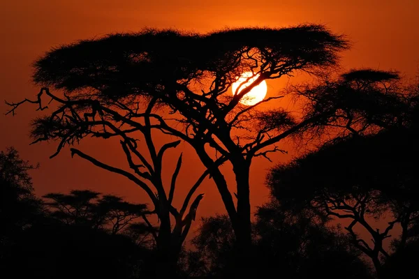 Tramonto africano — Foto Stock