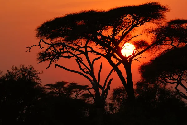 Coucher de soleil africain — Photo