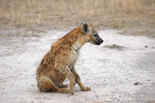 Gevlekte hyena — Stockfoto
