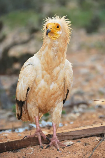 O abutre egípcio — Fotografia de Stock