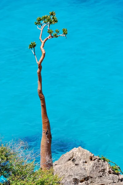Mar, roca y una planta solitaria — Foto de Stock