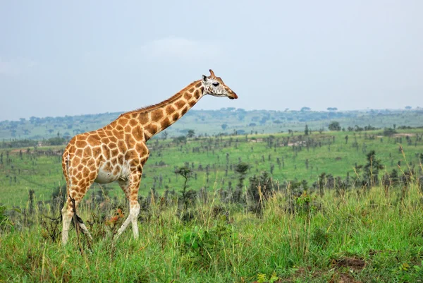 Giraff i den afrikanska savannen, uganda — Stockfoto