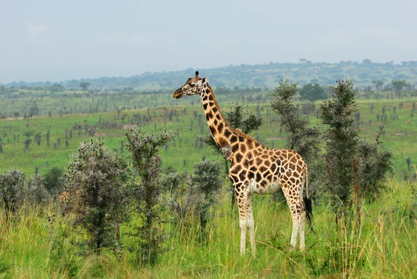 Żyrafa w Afrykańskiej sawanny, uganda — Zdjęcie stockowe
