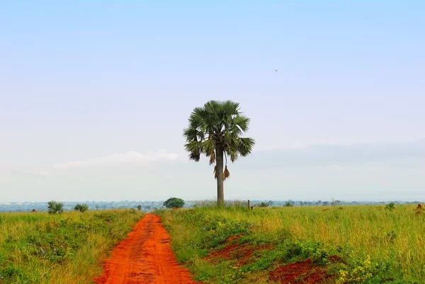 Uma palmeira e uma estrada africana — Fotografia de Stock